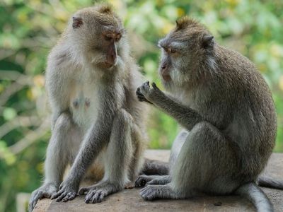 Destinasi Wajib di Bali: Ubud Monkey Forest